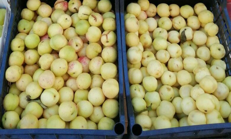 Cassette di Pesche Sbergie